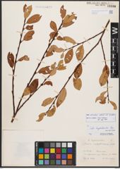 Salix bicolor Ehrh. ex Willd.